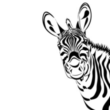Zebra Isolated On White Background, Vector Illustration. Good For Print, Cover, Background, Logo, Icon, Avatar