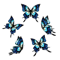 Blue butterflies isolated on white background