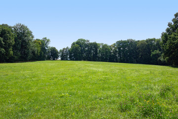 Poster - meadow and trees