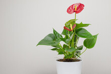 Anthurium In A Ceramic Pot. Greening The House With Indoor Plants. Copyspace. Eco Lifestyle. Home Plants Care