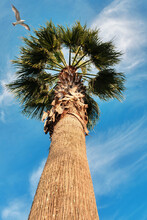 Blue Sky And Flaying Seagull Above The Palm Tree, View From The Bottom