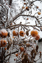 Frozen Apples On A Leafless Branch Covered With Ice. Quality Image For Your Project.