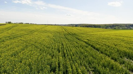 Canvas Print - Bird-eye view on field of rapeseed, nature background