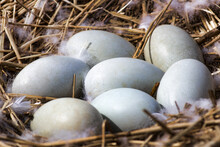 Mute Swan (Cygnus Olor) Nest