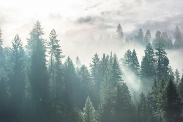 Wall Mural - Fog in the forest