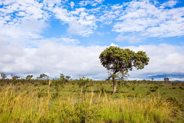 Wall Mural - South Africa. The Kruger Park