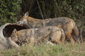  Golden jackals Canis aureus indicus eating a dead zebu. Keoladeo Ghana National Park. Bharatpur. Rajasthan. India.