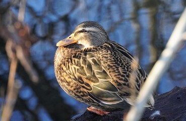 Ruhende Stockente in der Nähe eines Teichs