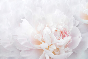 Wall Mural - pink peony flower close up