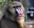 Close up of a colorful male mandrill bearing his brown stained teeth.