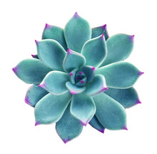 Beautiful Succulent Plant On White Background, Top View