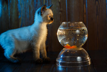 Сute Kitten Looks At A Fish In An Aquarium. Cat Catches Fish.