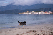 A Black Male Dog Playing With A Stick On The Beach