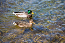 Pair Of Mallard Ducks Swimming In The Lake