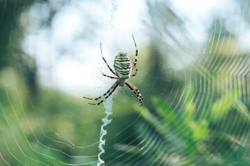 Poster - Cobweb or spider's web against a natural background, Dew drops on a spider .