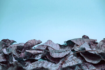 Poster - Beautiful faded old colorful leafs in blue light. Minimalism autumn style concept. Background pattern for design.