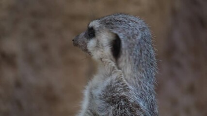 meerkat suricate wildlife slow motion