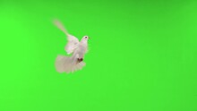 Slow Motion. White Dove Symbol Of Peace Flies Along The Green Screen