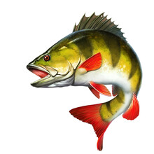 Yellow Perch Freshwater Illustration Realism Isolate.