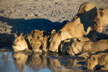Lion Family Drinking At One Of The Water Holes In Kwando Area, Okavango Delta Botswana
