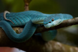 Fototapeta Zwierzęta - blue pit viper from indonesia