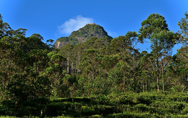  Blick von einer Teeplantage im Hochland von Sri Lanka auf Admas Gipfel mit dem Goldenen Tempel
