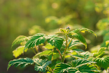 Wall Mural - Raspberry leaves close up in the early morning in drops of rain