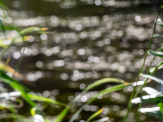 Wall Mural - Soft nature - green, white and khaki and brown bokeh effect and purposely blurred view of scenic grass and water landscape. Fresh and inspiring
