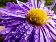 © KristineRada - Close up shot of blooming purple, round alpin aster covered with water drops in the garden