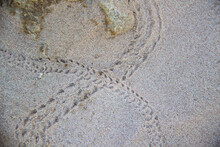 A Crab Footprints On The Sand
