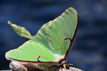 Luna Moth 