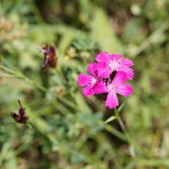 Poster - Dianthus carthusianorum ou oeillet des Chartreux à fleur miniature aux pétales dentées rose pâle à rose pourpré veinée de rose foncé sur haute tige rigide