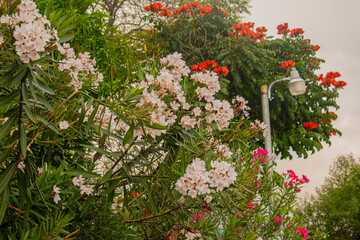 Wall Mural - flores blancas y rojas 