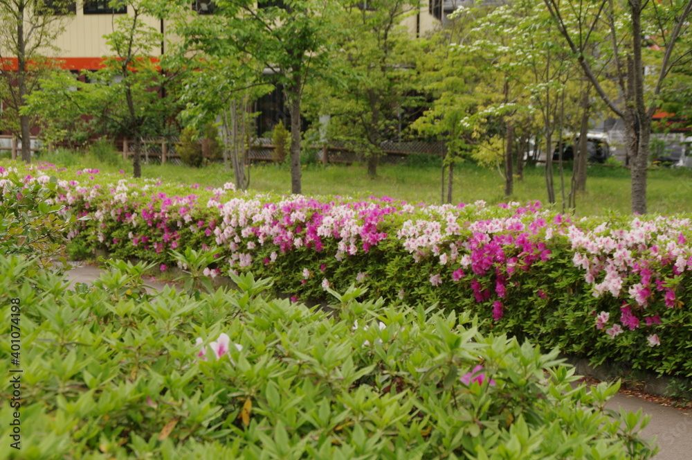 Obraz Premium ピンクと白の花を咲かせたツツジの生垣に囲まれた緑の公園 Maki Obraz Premium Obraz Premium ピンクと白の花を咲かせたツツジの生垣に囲まれた緑の公園 Maki Obraz Premium