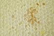Wild honeycomb acacia honey texture background