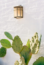 Brick Wall Painted White With A Green Paddle Cactus In Front Of It And An Exterior Sconce On Wall Vertical Portrait Orientation
