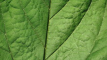 Green Leaf Veins Close View Background