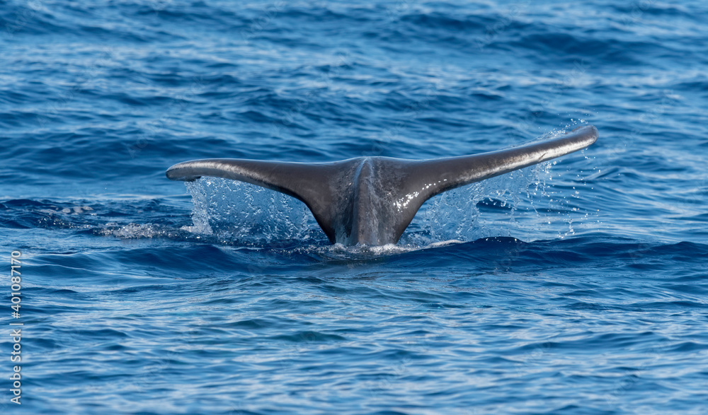 Humpback Whale Calf, Fluke, Maui, Hawaii Stock Photo | Adobe Stock