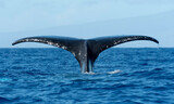 Humpback Whale Fluke, Maui, Hawaii, USA
