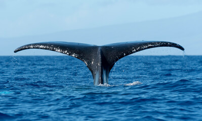 humpback whale fluke, maui, hawaii, usa