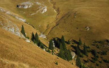 Spruce trees growing on the alpine mountain sides of Latorita Mountains. The valley of a spring passes near sharp cliffs eroding the nearby land. Carpathia, Romania.