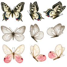 Beautiful Watercolor Butterfly Collection In Different Positions