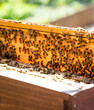 © Rachel Weill - Detail of honeybees in their hive