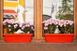 Beautiful pink chrysanthemums in planters stand on windowsill as decoration of facade of house, municipal building or cafe. Opposite side of street is reflected in mirror surface of window glass