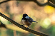 close up of a cute chickadee resting on the branch under the shade in the park