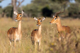 Impala antelope male and two females (Aepyceros melampus) Caprivi strip game park, Bwabwata Namibia, Africa safari wildlife and wilderness