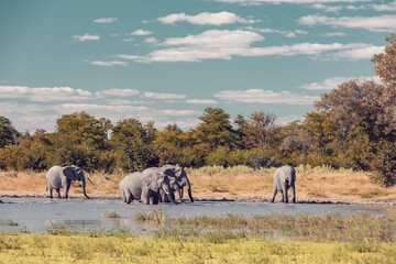 Wall Mural - herd of african elephant on small waterhole in moremi game reserve botswana, africa safari wildlife