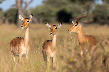 Wall Mural - impala antelope male and two females (aepyceros melampus) caprivi strip game park, bwabwata namibia,