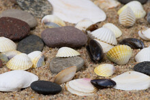 A Composition Of Sea Shells And Pebbles On The Sand