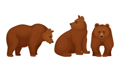 Wall Mural - wild brown bear as forest habitant vector set